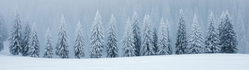 Fototapeta premium Tall snow-covered trees stand quietly in a winter scene, created AI