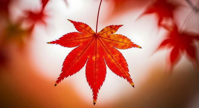 Vibrant red maple leaf hangs in autumn sunlight
