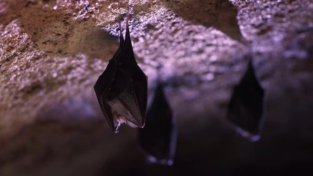 Close-up of small sleeping lesser horseshoe bat group covered by wings hanging upside down on cold arched brick cellar ceiling top shaking woke after hibernation.