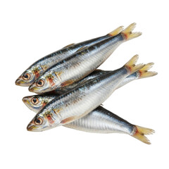 Obraz premium Close-up shot of several fresh sardines, showcasing their silver scales and delicate fins.