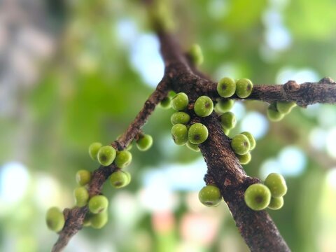 Ficus fistulosa

Like many figs, ficus fistulosa (ficus fistulosa ) fruits directly from its branches and stems. This tropical forest tree is a common sight in its native South and East Asia.