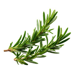 Fototapeta premium Fresh rosemary sprigs providing aromatic seasoning for cooking, transparent background