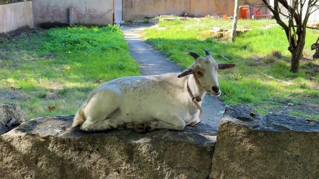 Domestic Capra is resting leisurely on the concrete fence wall in Ovar, Portugal. Close-up shot.