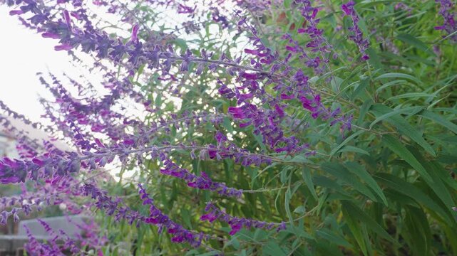 Close-up of tall purple and magenta Mexican bush sage (Salvia leucantha) flowers swaying against a bright sky.
