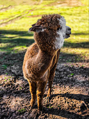 Curious Alpaca Standing in Field with Textured Fur
