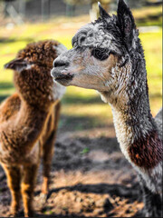 Close-up of a curious alpaca with fluffy grey and black fur, standing in a farm enclosure.