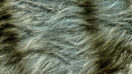 luxurious silver gray animal fur macro texture flowing soft strands ideal abstract wallpaper commercial background