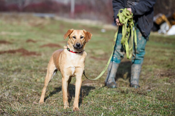 Yellow rescued foster dog have obedience training with volunteers in a muddy meadow