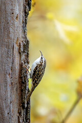 Vertikale Nahaufnahme eines Waldbaumläufers, der an einem Baumstamm klettert, vor gelb-orangefarbenem, unscharfem Hintergrund