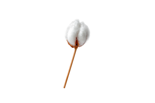 Extra-Soft Baby Cotton Bud for Delicate Use isolated on transparent background