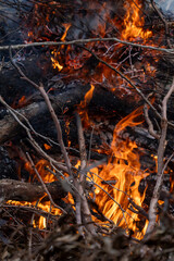 Controlled burn burning dry branches and brush in forested area with visible flames and smoke
Keywords: