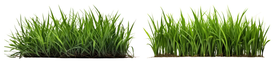 PNG Lush green grass illustration, element set on transparent background