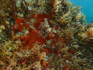Red encrusting sponge or orange-red encrusting sponge (Crambe crambe) undersea, Ligurian Sea, Italy, Imperia