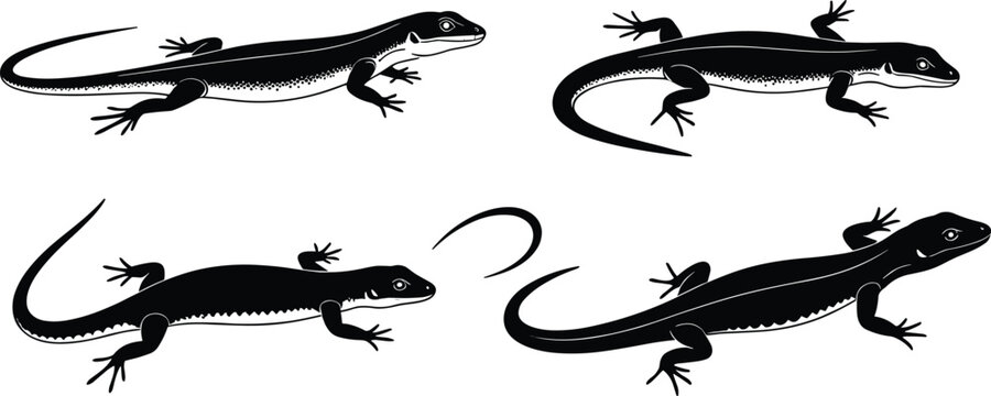 Lizard silhouette vector set, reptile poses, tail autotomy concept, black lizard icons, wild animal illustration for stock content, isolated shapes