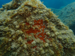 Red encrusting sponge or orange-red encrusting sponge (Crambe crambe) undersea, Ligurian Sea, Italy, Imperia