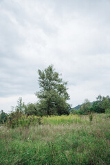 River, Trees, Sky (No baby clothes). Calm river flowing through a natural landscape with tall green trees and a cloudy sky.
