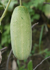 Fresh Himalayan Cucumber (Pahadi Kakdi) Growing on Plant – Organic Mountain Vegetable
