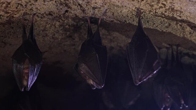 Close up group of small sleeping horseshoe bat covered by wings, hanging upside down on top of cold natural rock cave while hibernating. Wildlife photography. Creatively illuminated blurry background.