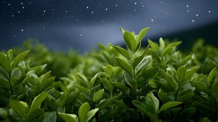 Close up of lush green leaves and branches under a dark star studded night sky creating a peaceful natural atmosphere