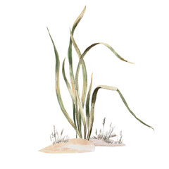 Tall grass on a sandy surface. Isolated watercolor illustration for interior design, eco-projects, apparel printing, and company branding.