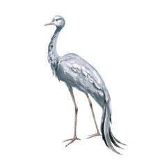 African grey crane side view. Isolated watercolor illustration of the bird for use in travel brochures, websites, product design, apparel printing, corporate branding, and interior design.