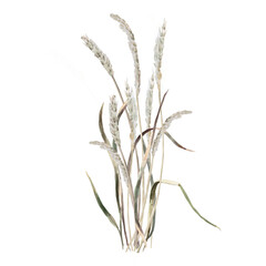 A bunch of dried steppe grasses. Isolated watercolor illustration of steppe vegetation for interior design, eco-projects, travel agency websites and brochures, company branding, and apparel printing. © Svetlana