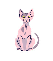 Cute Sphynx cat with curious muzzle. Happy sitting kitten with surprised, interested face. Funny bald kitty. Amusing pet, comic domestic animal. Flat isolated vector illustration on white background