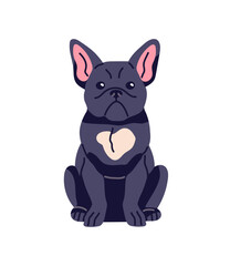 Happy French bulldog with amusing muzzle sits. Front view of adorable little dog. Cute pup with black coat. Funny pet, domestic animal has a rest. Flat isolated vector illustration on white background