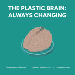 The plastic brain always changing on a teal background