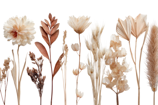 Dried flower arrangement, various textures on a black background
