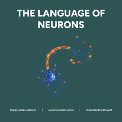 The language of neurons spikes, pulse patterns, communication within