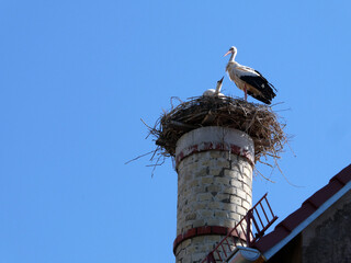 St&ouml;rche im Nest auf Kamin