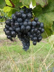 Rotweintrauben