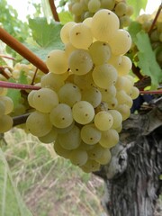 Baccus Trauben im Weinberg