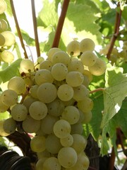 M&uuml;ller Thurgau Trauben im Weinberg