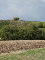 Spaziergang im Weinberg