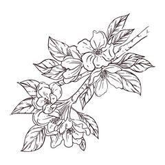 Blossoming tree branch with leaves, fruit tree branch hand-drawn in ink and translated into vector. The illustration is perfect for printing on postcards, invitations, for coloring.