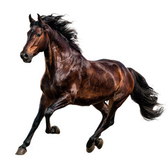 Bay horse running fast with flowing mane and tail