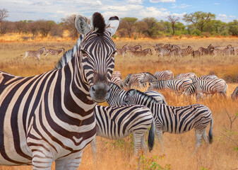 Herd of zebra grazing in the open savannah with heard of giraffe - Ethosa national park - Namibia, Africa