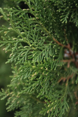 Vibrant green, scale-like foliage of a thriving Arborvitae Thuja conifer. Close-up detail of dense, textured, evergreen leaves suitable for gardening, nature, or landscaping themes.