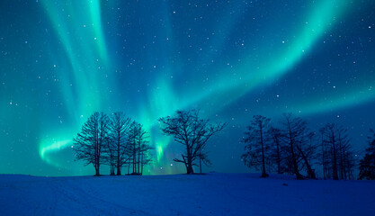 Northern lights or Aurora borealis in the sky a group of dead tree in the foreground - Baikal, Russia © muratart
