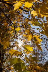orange foliage of maples hanging on the branches of a tree during the autumn fall, the beautiful foliage of maples in bright sunny weather in the autumn