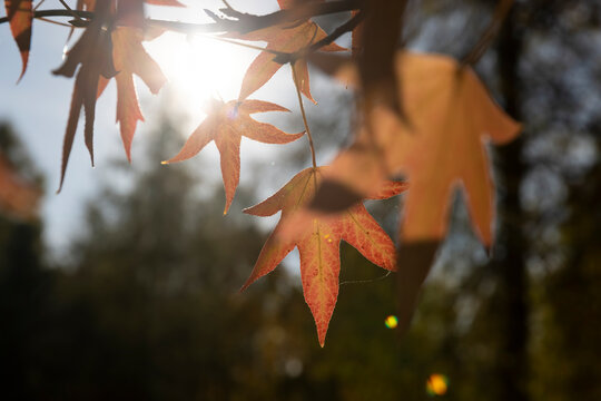 red maple foliage in the autumn season against the background of the blue sky in sunny weather, the beautiful changes in the nature - Powered by Adobe