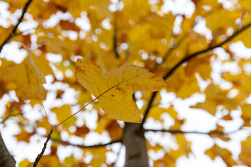 the foliage of deciduous trees is orange in cloudy weather in the middle of autumn before the fall of leaves, beautiful multicolored foliage of a tree against a gray sky in October