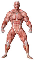 3D Rendering Male Anatomy Figure on White