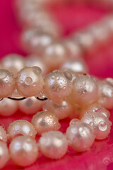 natural unpolished irregular shaped pearls covered with water droplets used in the manufacture of jewelry beads, a wet necklace made from natural pearl beads strung on a string