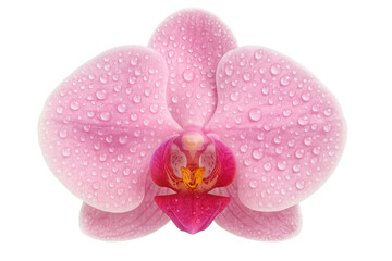 Fototapeta premium Pink phalaenopsis orchid blossom covered in fresh water drops showing beauty, purity, and natural freshness