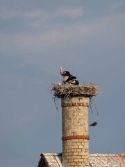 Storchfamilie auf Schornstein