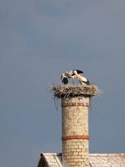 Storchfamilie auf Schornstein