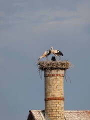 Storchfamilie auf Schornstein